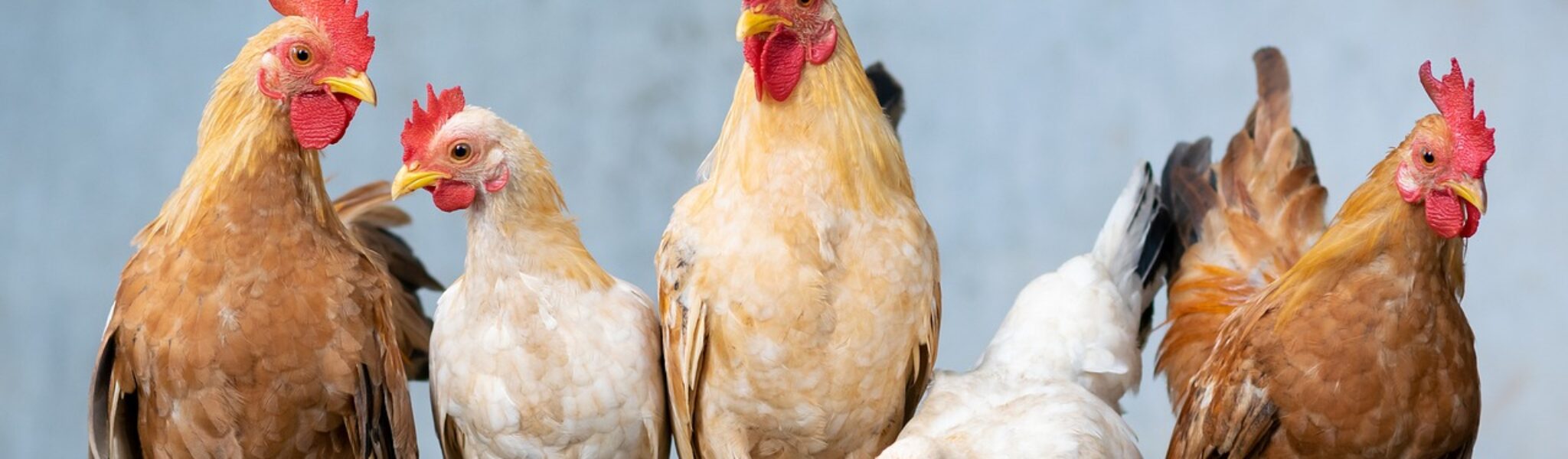 chicken-4849979_1280