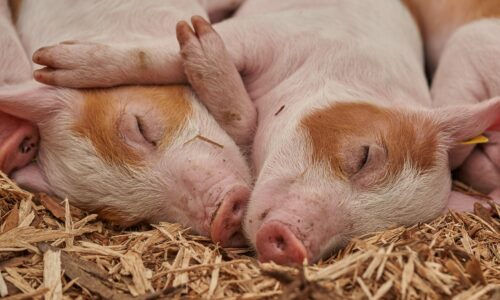 Piglets